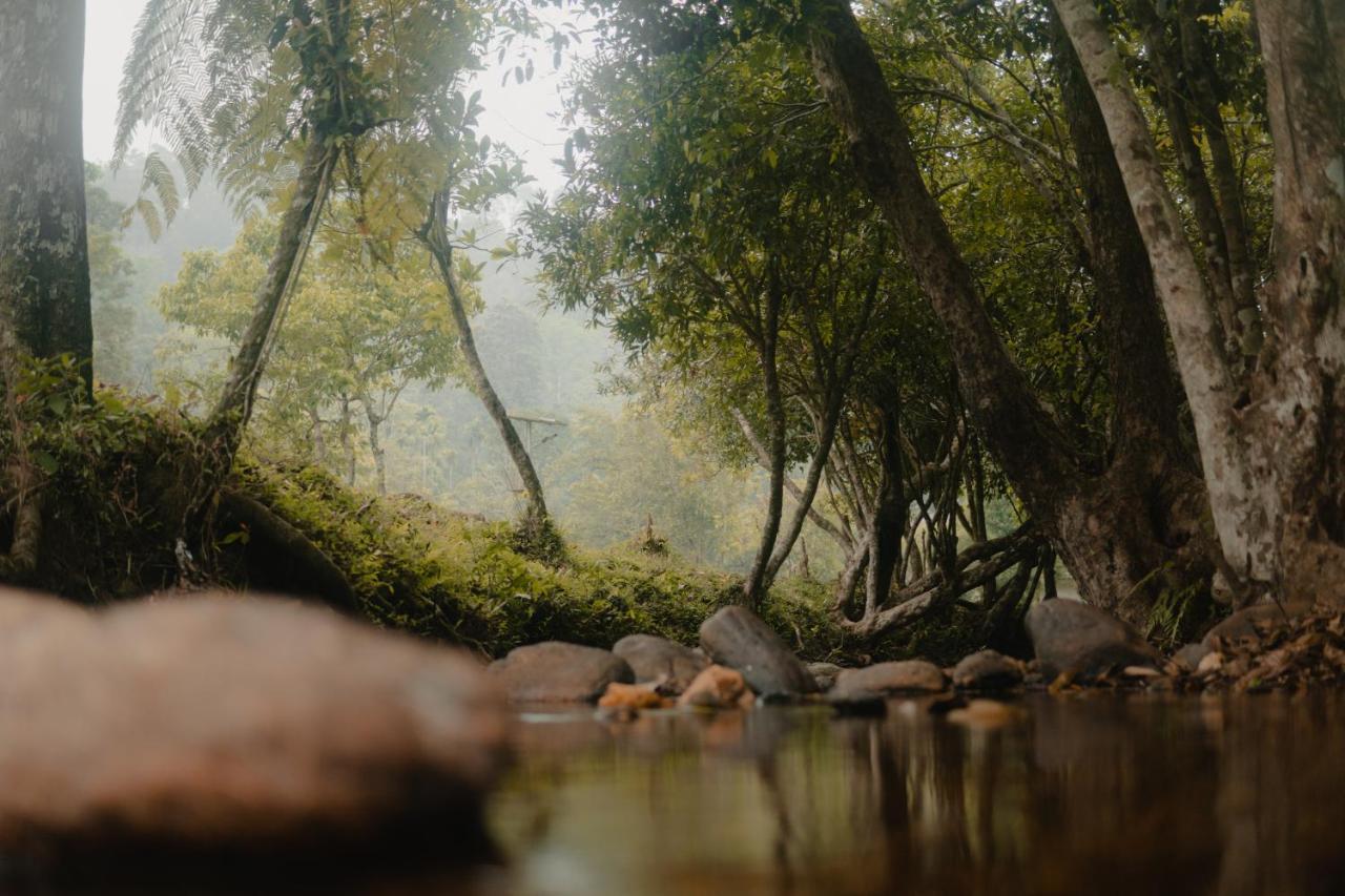 Abad Brookside Wayanad Hotel Vithiri Kültér fotó