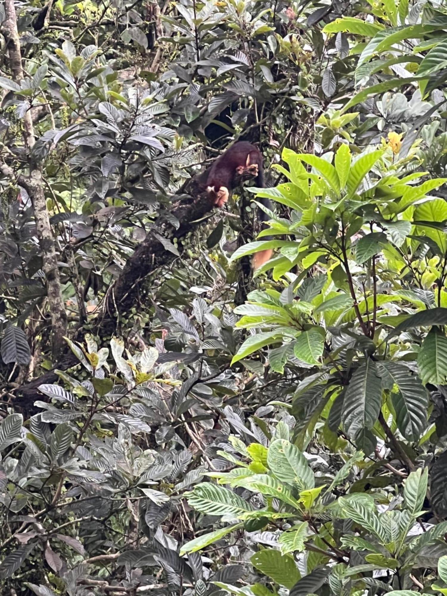Abad Brookside Wayanad Hotel Vithiri Kültér fotó