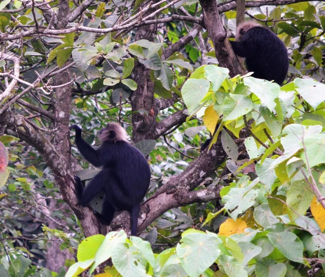 Abad Brookside Wayanad Hotel Vithiri Kültér fotó